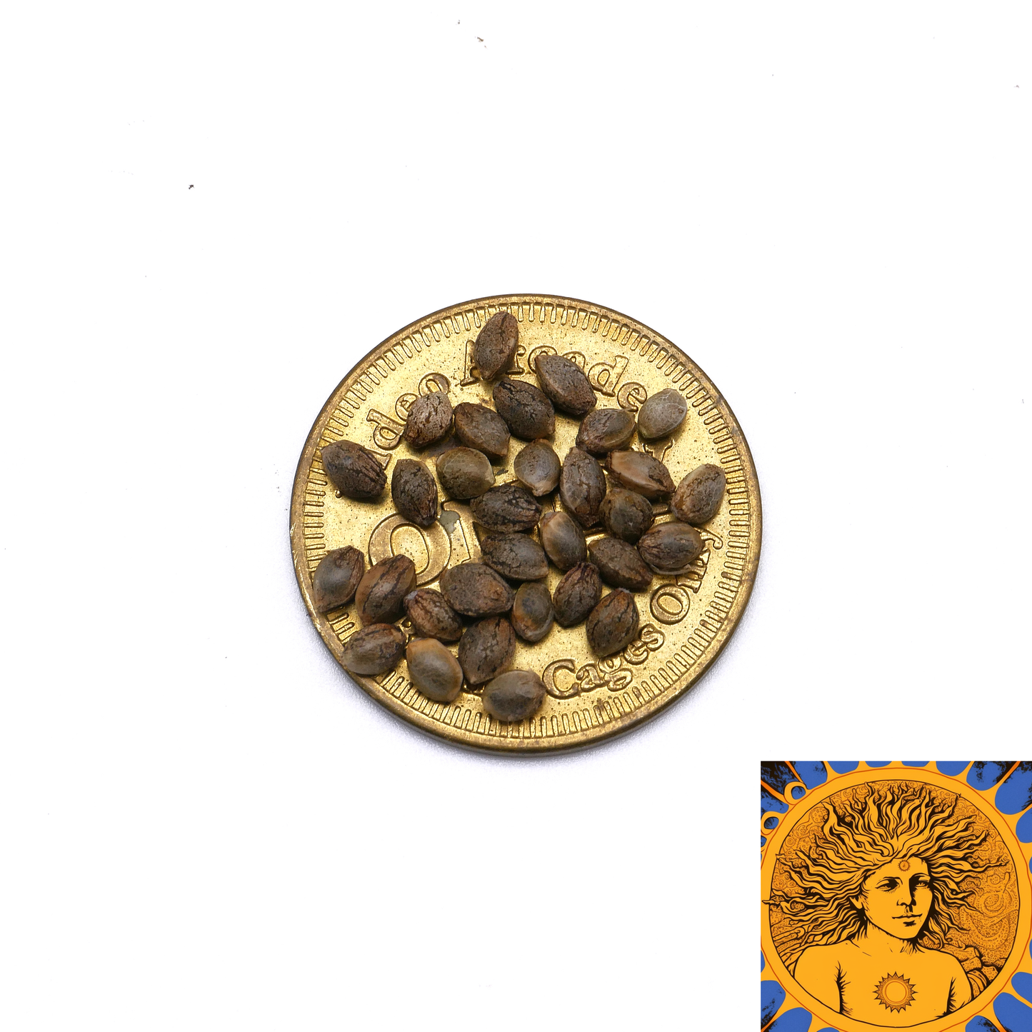 Panama Gold [[Colombian x Pablo Gold] x Panama Red], 12pk, S1, Feminized